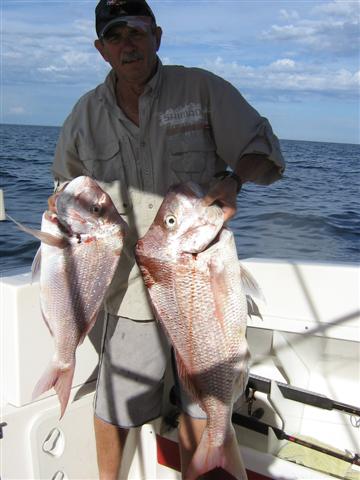 A pair of  pinksnapper